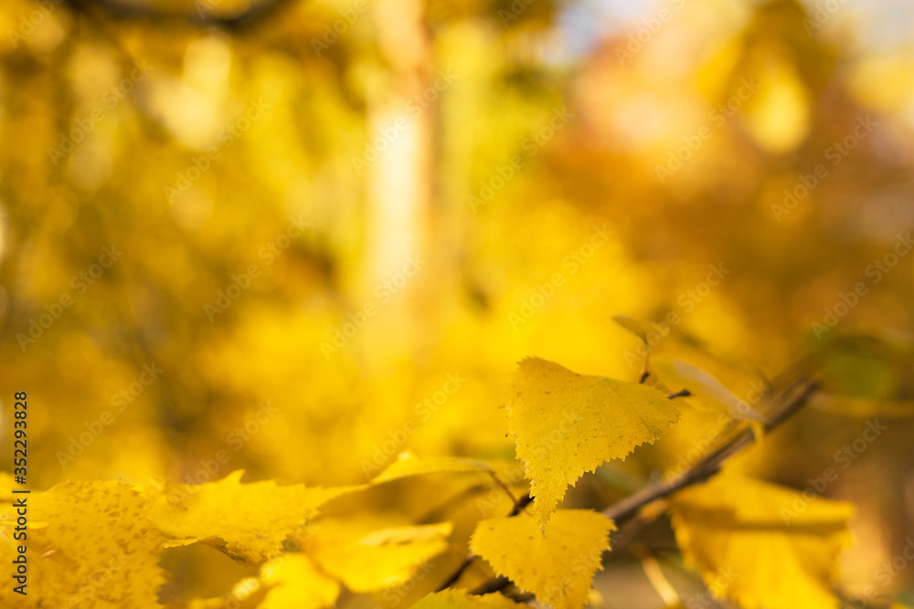 Branch of birch in the blurred autumn forest at sunny day, fall concept with copy space, front focus Branch of birch in the blurred autumn forest at sunny day, fall concept with copy space, front focus