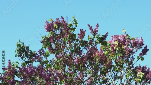 flowering Lilac in front of blue sky
 photo