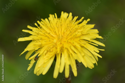 dandelion on green