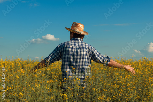 Canola rapeseed farmer looking over cultivated field in bloom © Bits and Splits