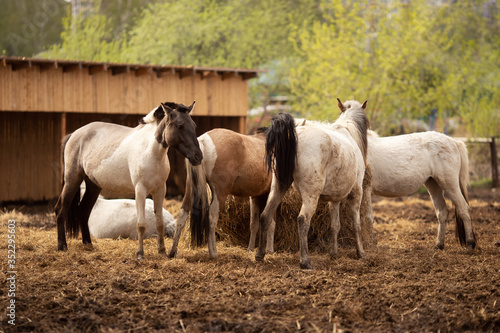 Brown young horse herd in corral farm, autumn photo
