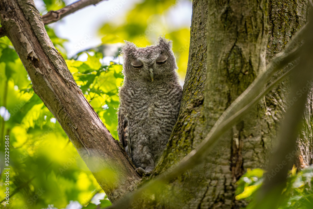 Fototapeta premium Young Eastern Screech Owl perching in a tree in a forest with both eyes closed.