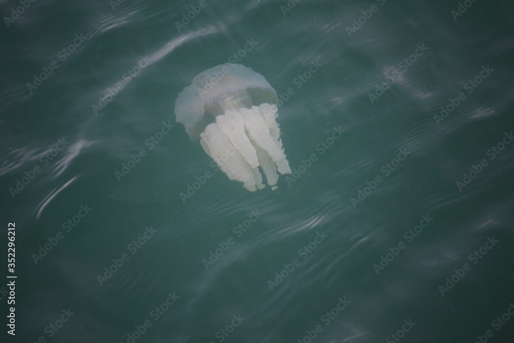 Naklejka premium Jellyfish in Khao Laem Ya National Park, Thailand