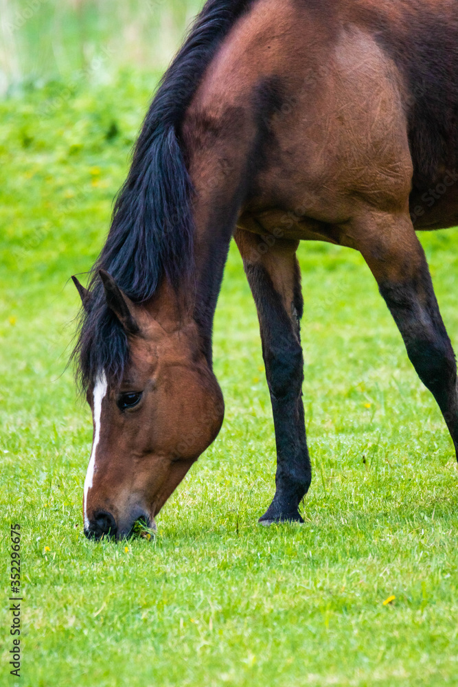 brown horse against green jussy grass brown horse against green jussy grass