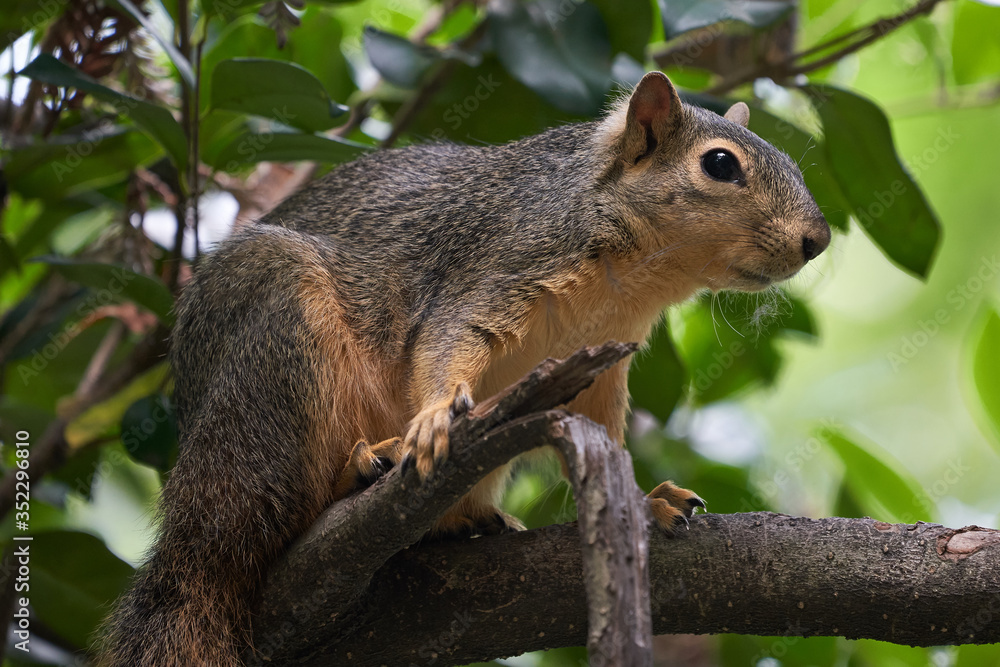 Squirrel on grass and on branch different views, side and frontal. Squirrel on grass and on branch different views, side and frontal.