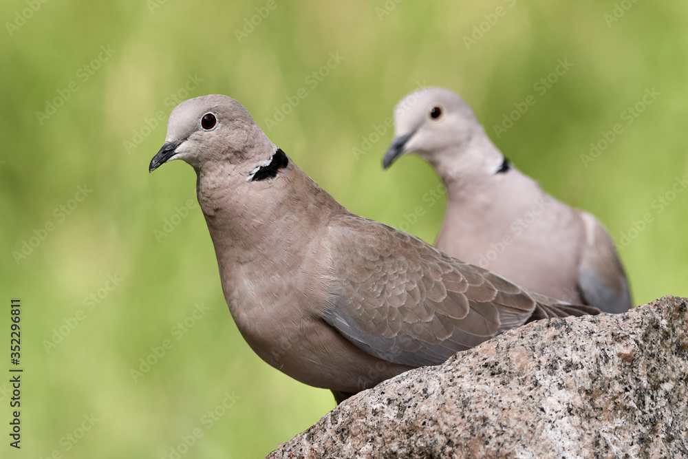 Close-up of two Eurasian collared doves or ring-necked doves (Streptopelia decaocto) on a rock in green nature Close-up of two Eurasian collared doves or ring-necked doves (Streptopelia decaocto) on a rock in green nature