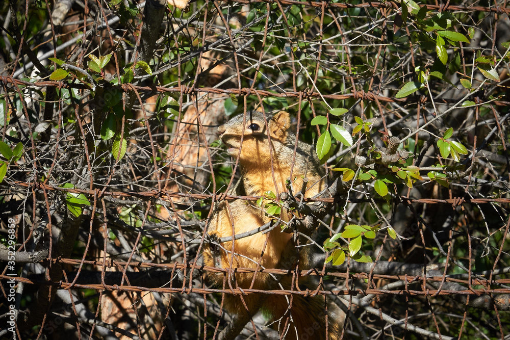 Squirrel on grass and on branch different views, side and frontal. Squirrel on grass and on branch different views, side and frontal.