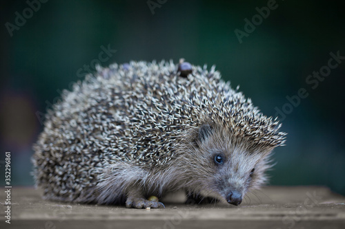 photo of a cute young hedgehog