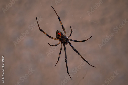 Black Widow Hourglass on belly on Spider Web. © Mauricio