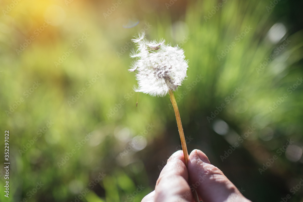Fototapeta premium White dandelion, blowball on green meadow at sunset