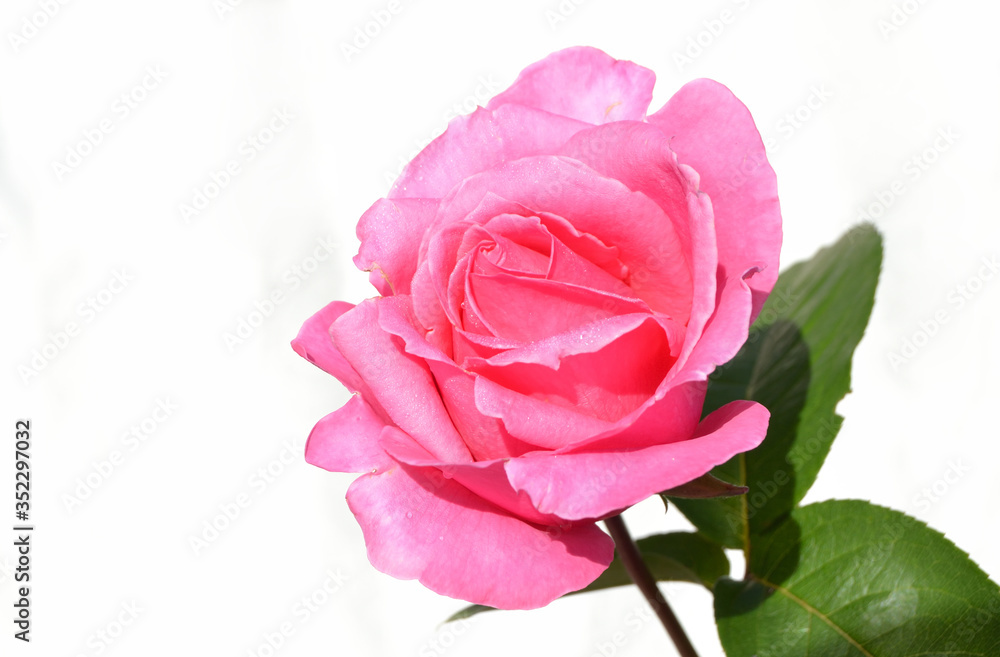 Coeur de rose sur fond blanc Coeur de rose sur fond blanc