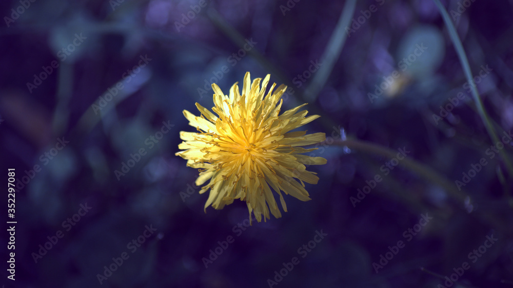 One yellow dandelion head on a dark blue background One yellow dandelion head on a dark blue background