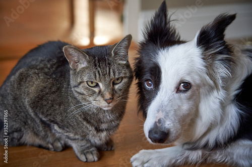 White Border Collie and Brown Tabby at Rest.  Looking guilty. Friends for life. © Mauricio
