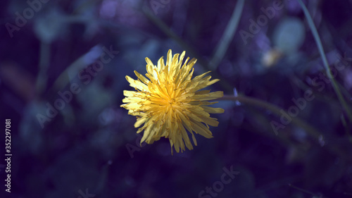 One yellow dandelion head on a dark blue background