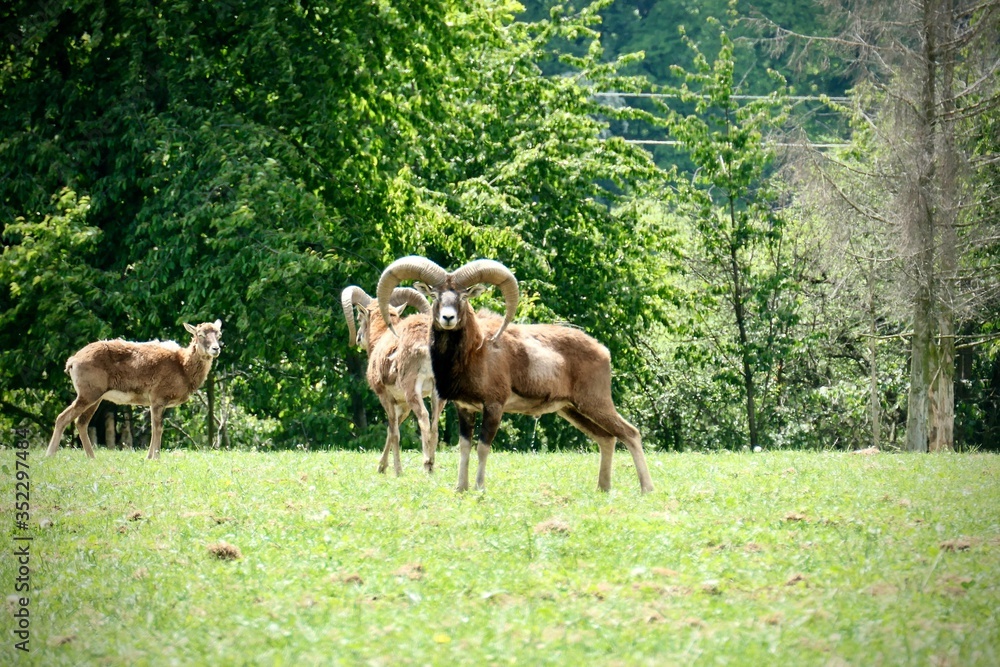 Fototapeta premium Ovis orientalis group on the meadow