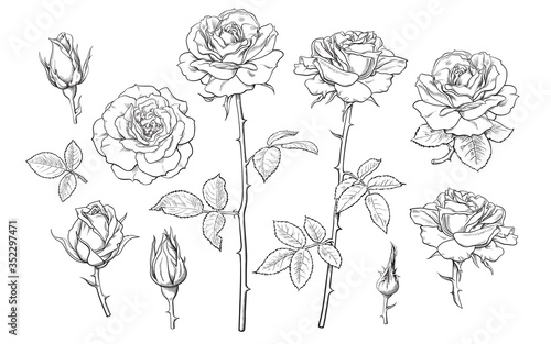 Big set of rose flowers, buds, leaves and stems in engraving style. Hand drawn vector illustration