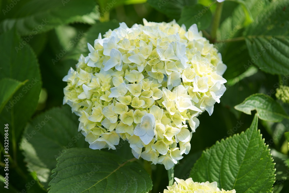 Hydrangea in the park began to bloom