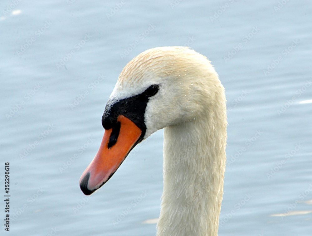 detail view, bird swan detail view, bird swan