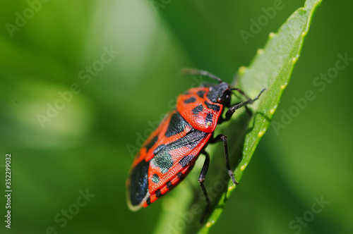 red bug on leaf © Robert