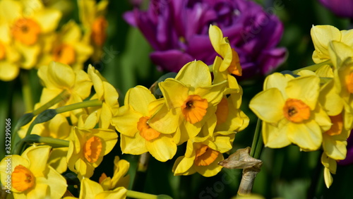 Image of blooming yellow daffodils of lilac terry tulips on a green background