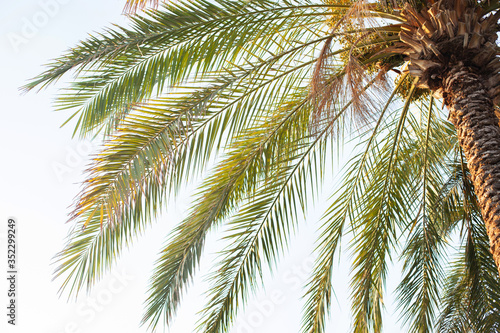 palm tree with dates on sky background © coffeemill