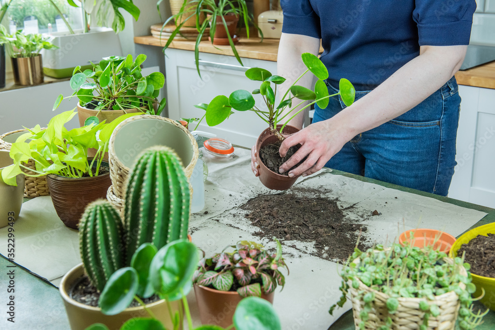 Urban Jungle, Zimmerpflanzen umtopfen oder eintopfen - Interieurtrend mit  Topfpflanzen Stock Photo | Adobe Stock