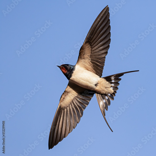 Portrait of a flying barn swallow (rustica hirundo) in front of blue background in germany