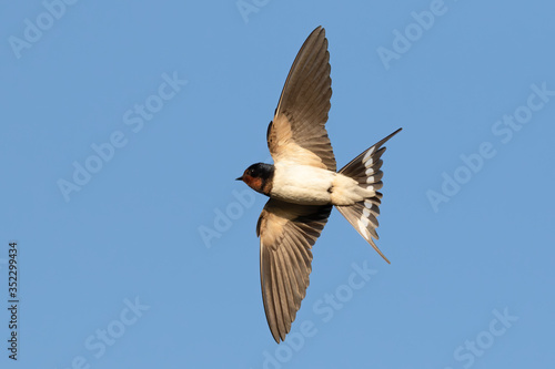 Portrait of a flying barn swallow (rustica hirundo) in front of blue background in germany
