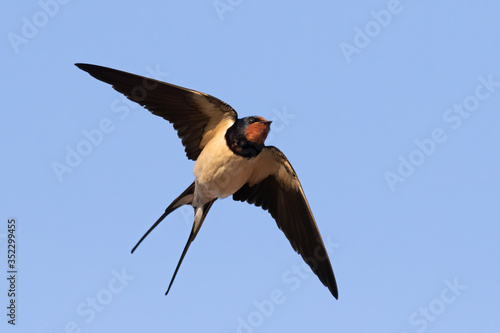 Murais de parede Portrait of a flying barn swallow (rustica hirundo) in front of blue background