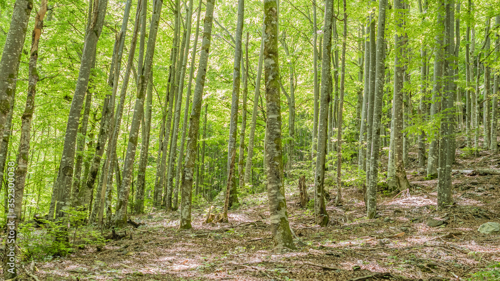 Trees in forest during spring for backgrounds Trees in forest during spring for backgrounds