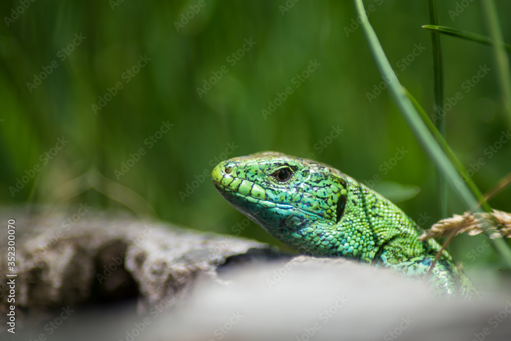 Portrait of green lizard on tree strain in a meadow Portrait of green lizard on tree strain in a meadow