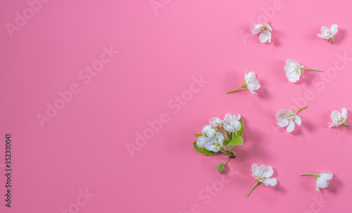 Apple tree flowers in a flat layout on a pink background. Spring blossom composition. Top view, flat lay.