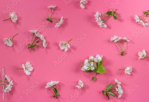 Apple and cherry tree flowers in a flat layout on a pink background. Spring blossom composition. Top view, flat lay.