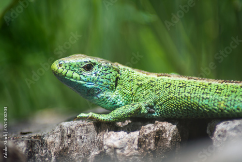 Portrait of green lizard on tree strain in a meadow