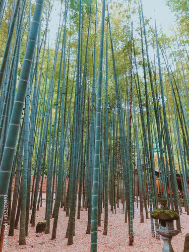 Kamakura Bamboo