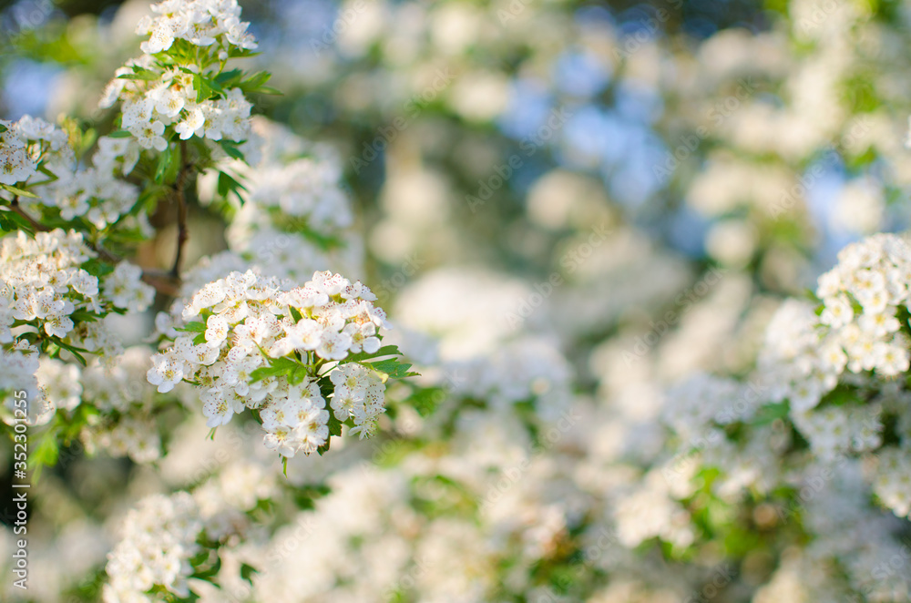 Lovely delicate cherry blossom in warm spring weather for background Lovely delicate cherry blossom in warm spring weather for background