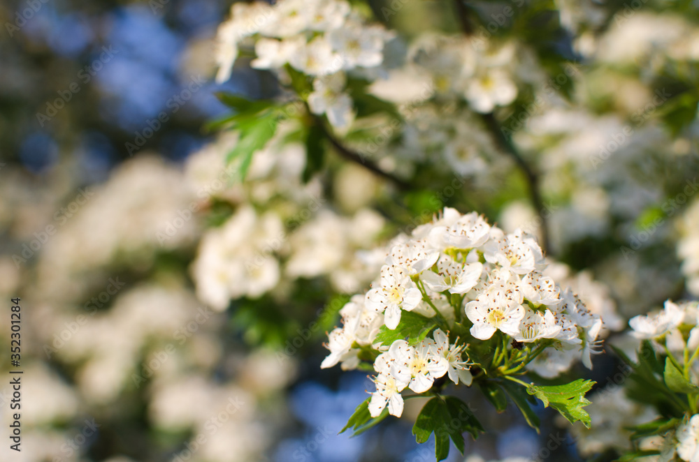 Lovely delicate cherry blossom in warm spring weather for background Lovely delicate cherry blossom in warm spring weather for background
