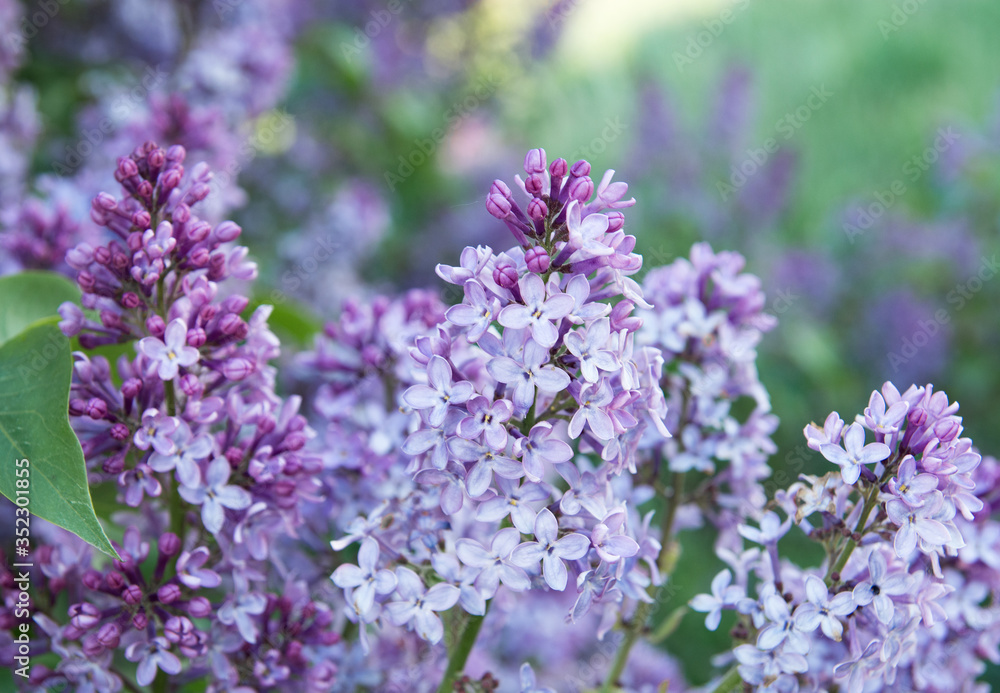 Spring branches of blossoming lilac Spring branches of blossoming lilac