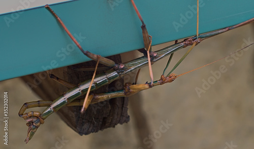 Φωτογραφία Walking stick bugs male and female in the act of mating while hanging from a house gutter in Texas