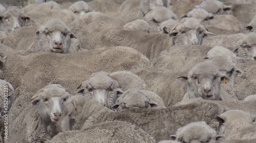 Herd of merino sheep in their pen waiting to be sheared Wool