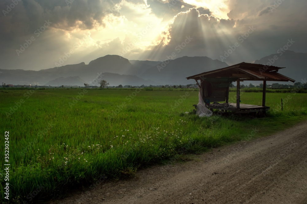 Rice fields and mountain landscape When the sun sets The beauty of nature Natural growth
Rice fields and mountain landscape When the sun sets The beauty of nature Natural growth