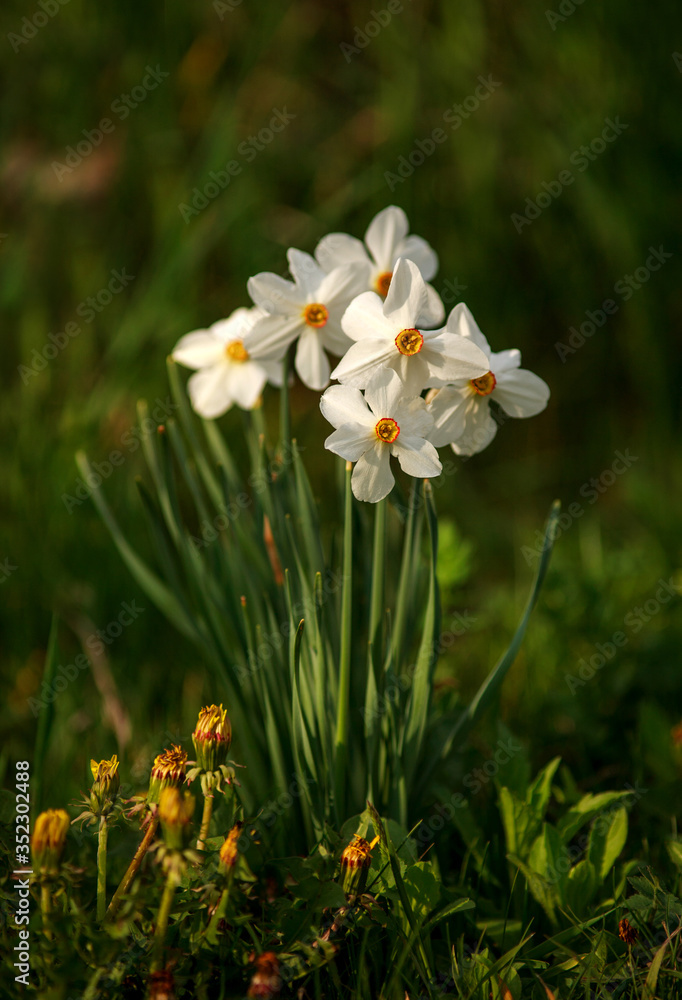 Blooming white flowers in garden on background of green grass in the meadow Blooming white flowers in garden on background of green grass in the meadow