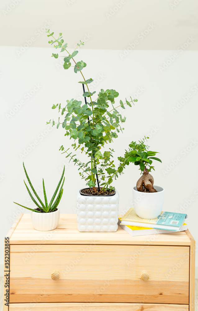 Eucalyptus and aloe vera with books on wooden stand. Home garden. Vertical format
