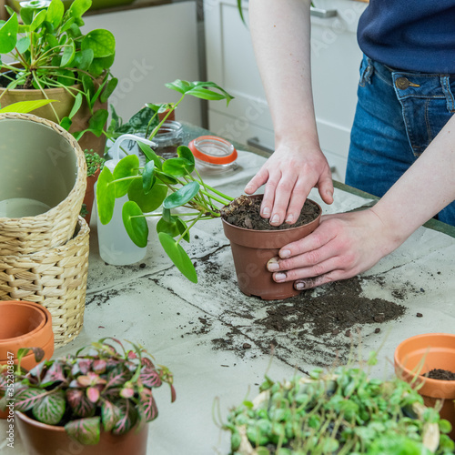 Urban Jungle, Zimmerpflanzen umtopfen oder eintopfen - Interieurtrend mit Topfpflanzen