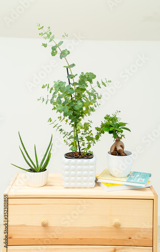 Eucalyptus and aloe vera with books on wooden stand. Home garden. Vertical format