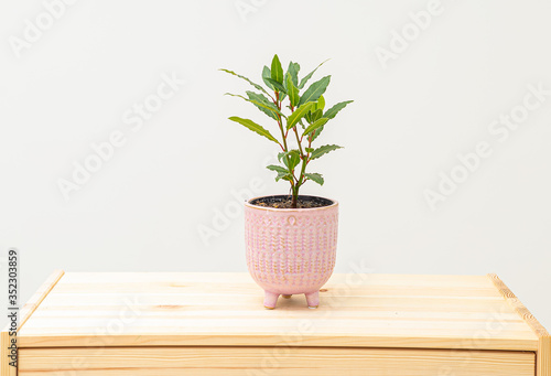 Bay leaf in a pink pot on a wooden shelf. Minimalism.  Life style © _nastassia