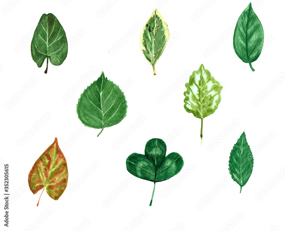 Green hand painted watercolor leafs on white background Green hand painted watercolor leafs on white background