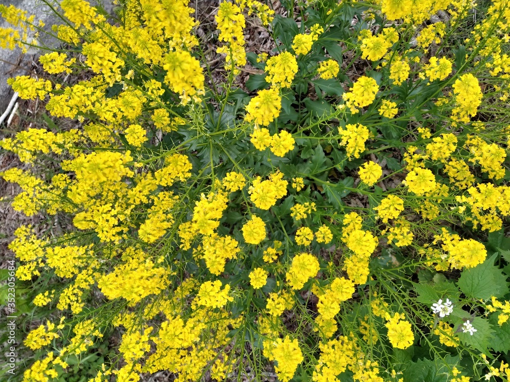 yellow flowers background