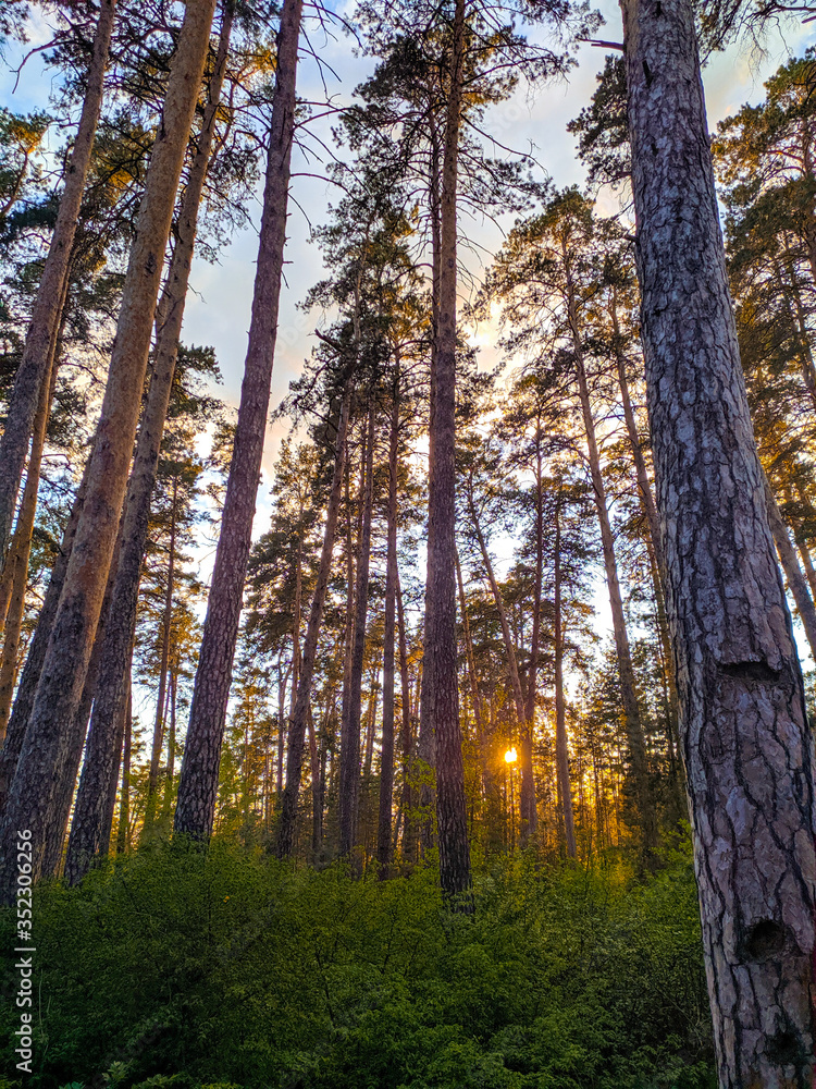 Beautiful summer sunset in a forest grove Beautiful summer sunset in a forest grove
