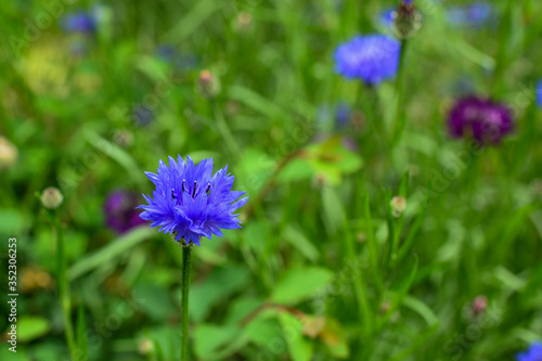 Beautiful blue flowers in the garden. Cornflower, Centaurea cyanus, Asteraceae. Cornflower grass or bachelor flower in the garden. Naturalism, ecology.